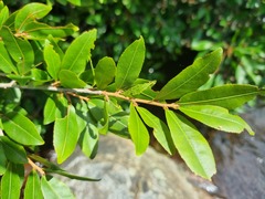 Ochna maguirei