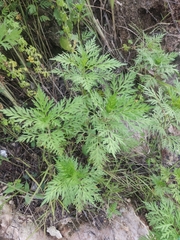 Parthenium hysterophorus