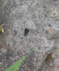 Sarconesiopsis magellanica