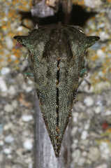 Glossonotus acuminatus