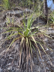 Dasylirion berlandieri