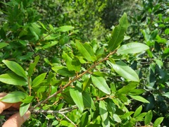 Ochna maguirei