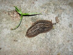 Phyllocaulis soleiformis