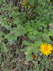 Heterotheca mucronata