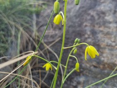 Albuca shawii