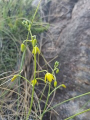 Albuca shawii