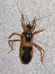 Reduviinae