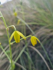 Albuca shawii