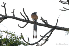 Dendrocitta vagabunda