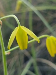 Albuca shawii