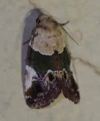 Hypercodia wheeleri