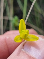 Albuca shawii