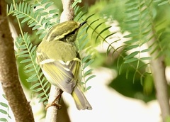 Phylloscopus proregulus