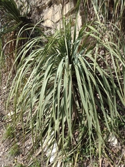 Dasylirion berlandieri