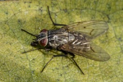 Phaoniinae