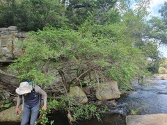 Halleria lucida
