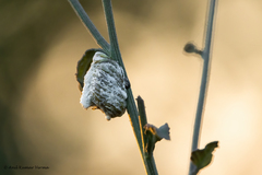 Hierodula tenuidentata