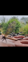 Palparini