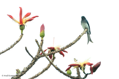 Dicrurus caerulescens