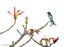 Dicrurus caerulescens