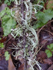 Ramalina celastri