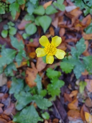 Ranunculus sierrae-orientalis
