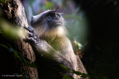 Semnopithecus hypoleucos