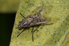 Phaoniinae
