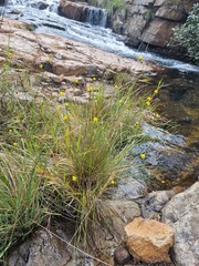 Xyris capensis