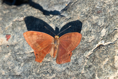 Abisara bifasciata