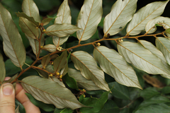 Monanthotaxis poggei