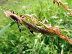 Sorghum arundinaceum
