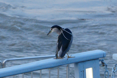 Nycticorax nycticorax