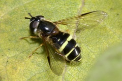 Dasysyrphus tricinctus