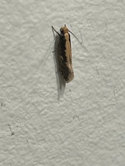 Monopis crocicapitella