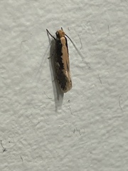 Monopis crocicapitella