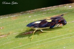 Diedrocephala variegata