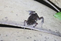 Uperodon taprobanicus