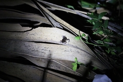 Uperodon taprobanicus