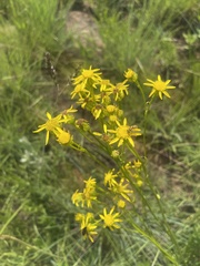 Senecio inornatus