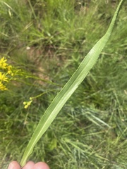 Senecio inornatus