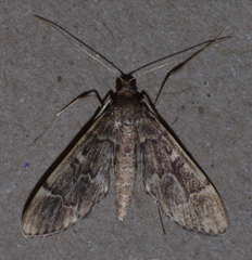 Duponchelia lanceolalis