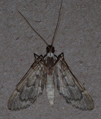 Duponchelia lanceolalis