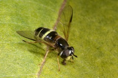 Dasysyrphus tricinctus