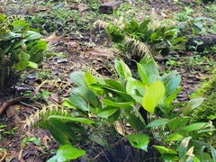 Pleurothallis phalangifera