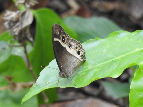 Mycalesis mynois