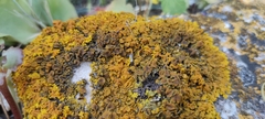 Xanthoria parietina