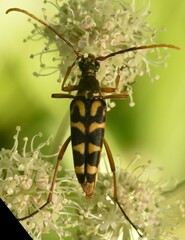 Leptura annularis