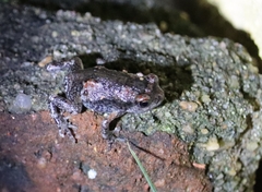 Uperodon taprobanicus