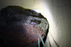 Uperodon taprobanicus